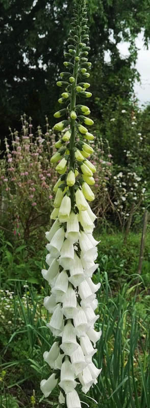 Digitalis purpurea var alba